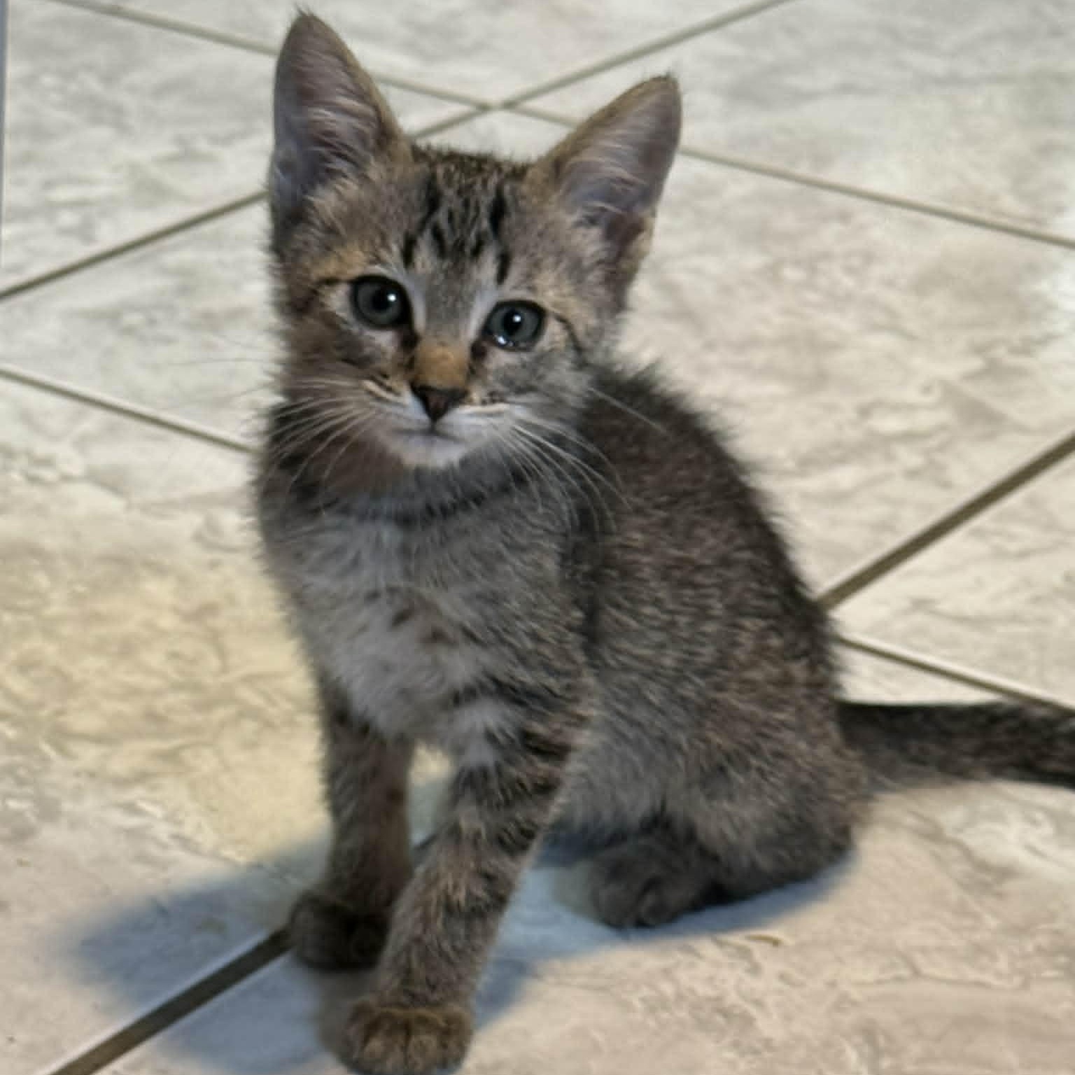 Thumper, a ADOPTABLE Domestic Short Hair in Colcord, OK image 3/4