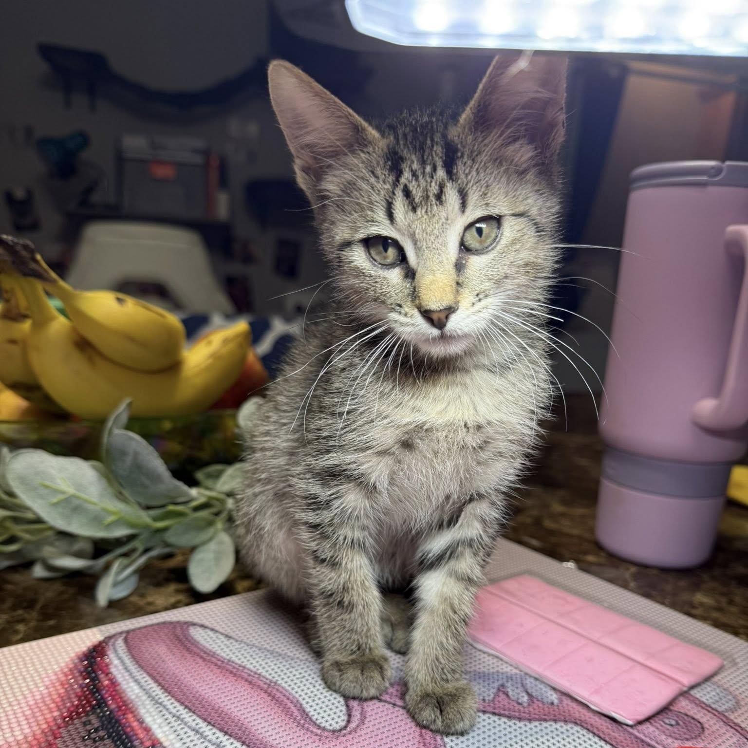 Thumper, a ADOPTABLE Domestic Short Hair in Colcord, OK image 2/4