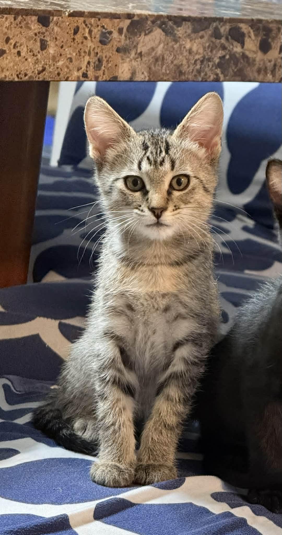Thumper, a ADOPTABLE Domestic Short Hair in Colcord, OK image 4/4