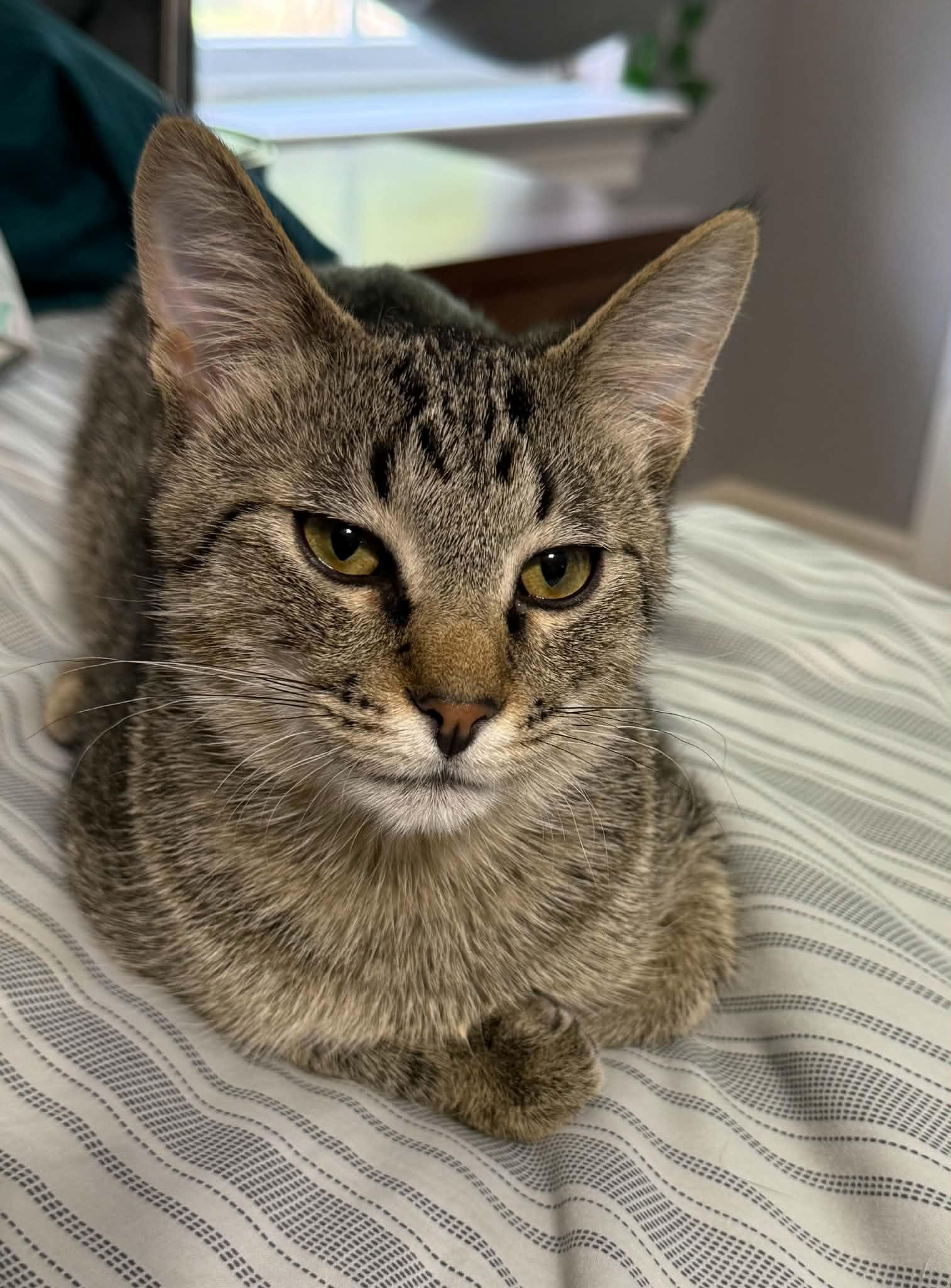 Enlarge Thumper, a ADOPTABLE Domestic Short Hair in Colcord, OK image 2/5