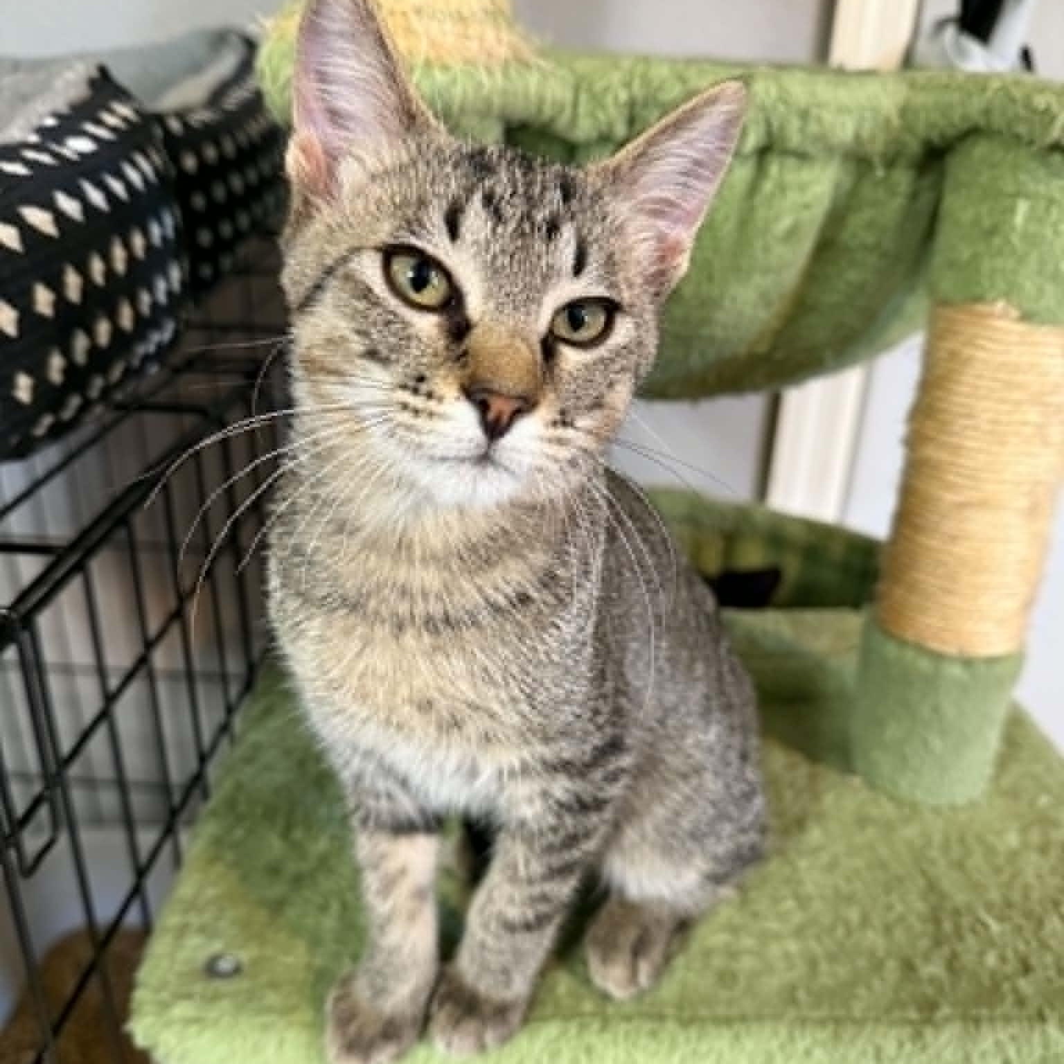 Enlarge Thumper, a ADOPTABLE Domestic Short Hair in Colcord, OK image 3/5