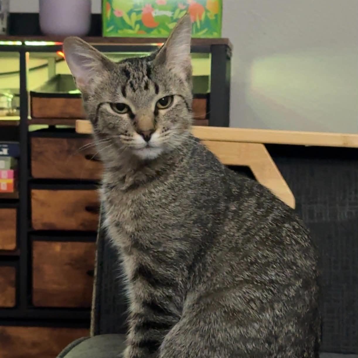Thumper, ADOPTABLE, Young Male Domestic Short Hair.