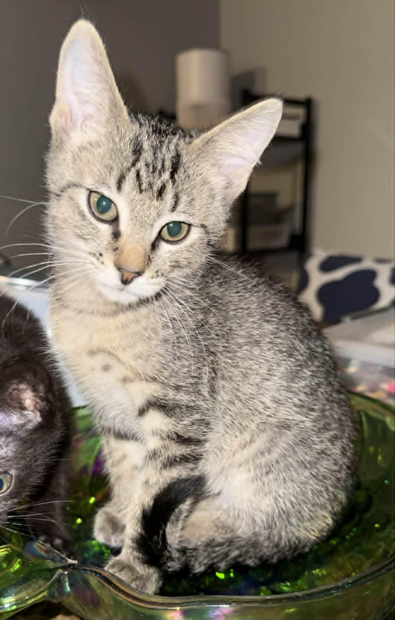 Thumper, ADOPTABLE, Kitten Male Domestic Short Hair.