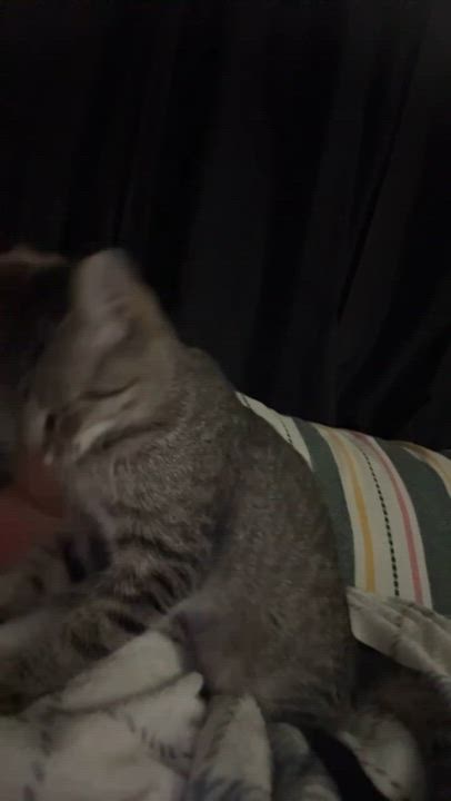 Enlarge Thumper, a ADOPTABLE Domestic Short Hair in Colcord, OK video 5/5