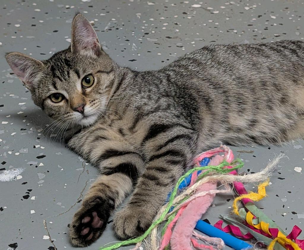 Kip, Adoptable, Kitten Female Domestic Short Hair.