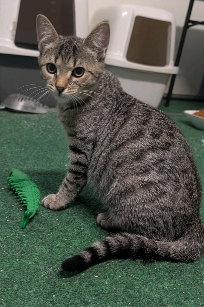 Enlarge Kip, a Adoptable mixed breed in Johnson City, TN image 3/6