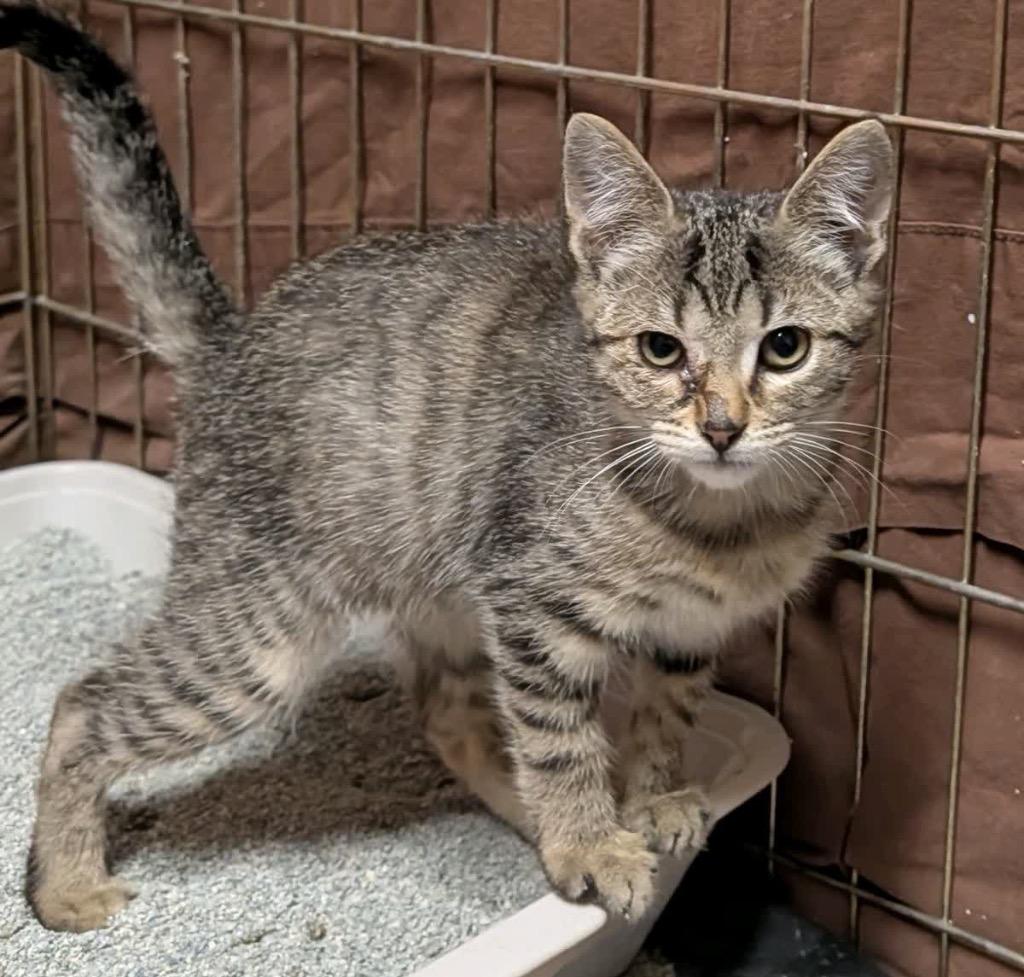 Enlarge Kip, a Adoptable mixed breed in Johnson City, TN image 6/6