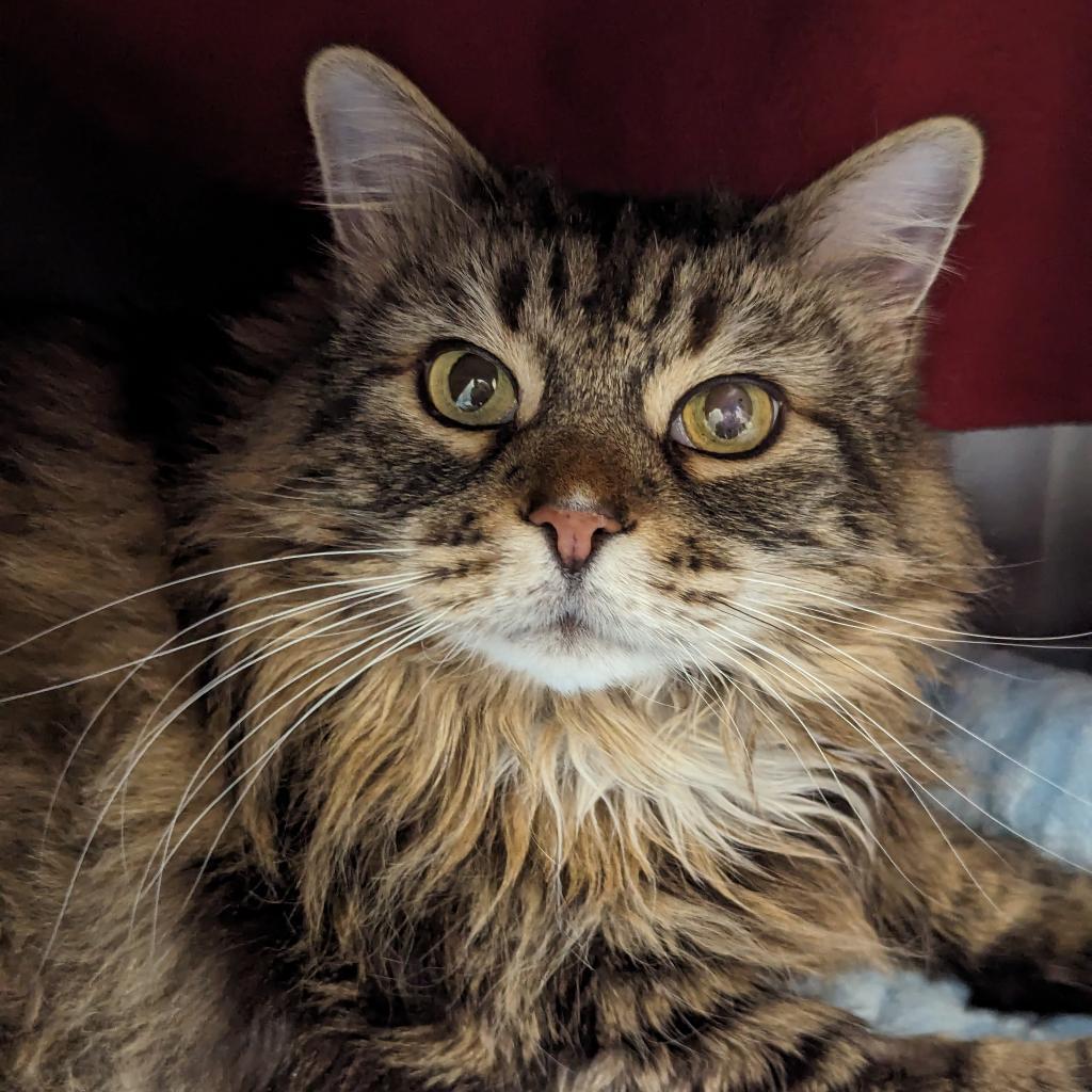 Enlarge Belle, a Adoptable Domestic Long Hair in New Castle, DE image 1/1