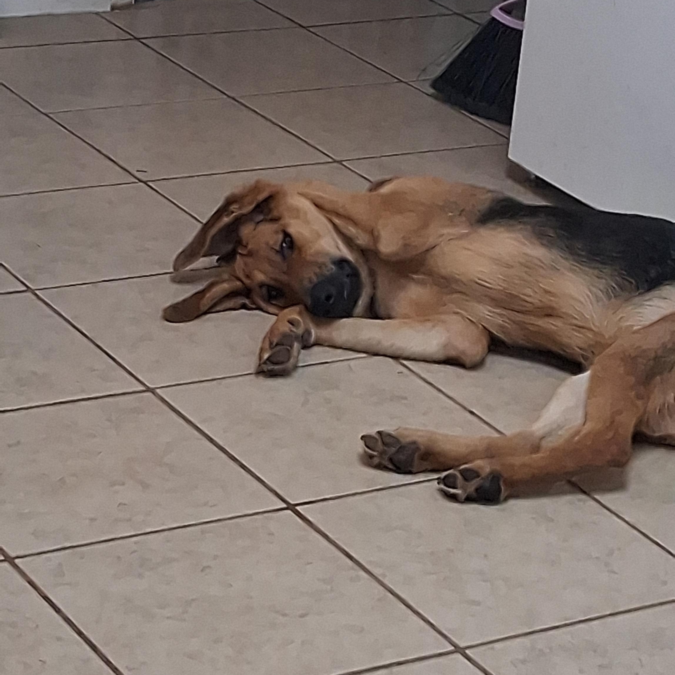 Beau, a ADOPTABLE mixed breed in Yukon, OK image 3/4