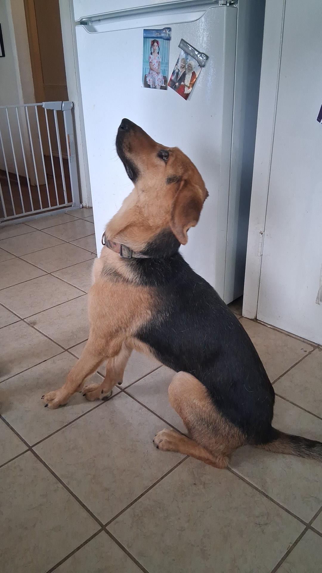 Beau, a ADOPTABLE mixed breed in Yukon, OK image 4/4