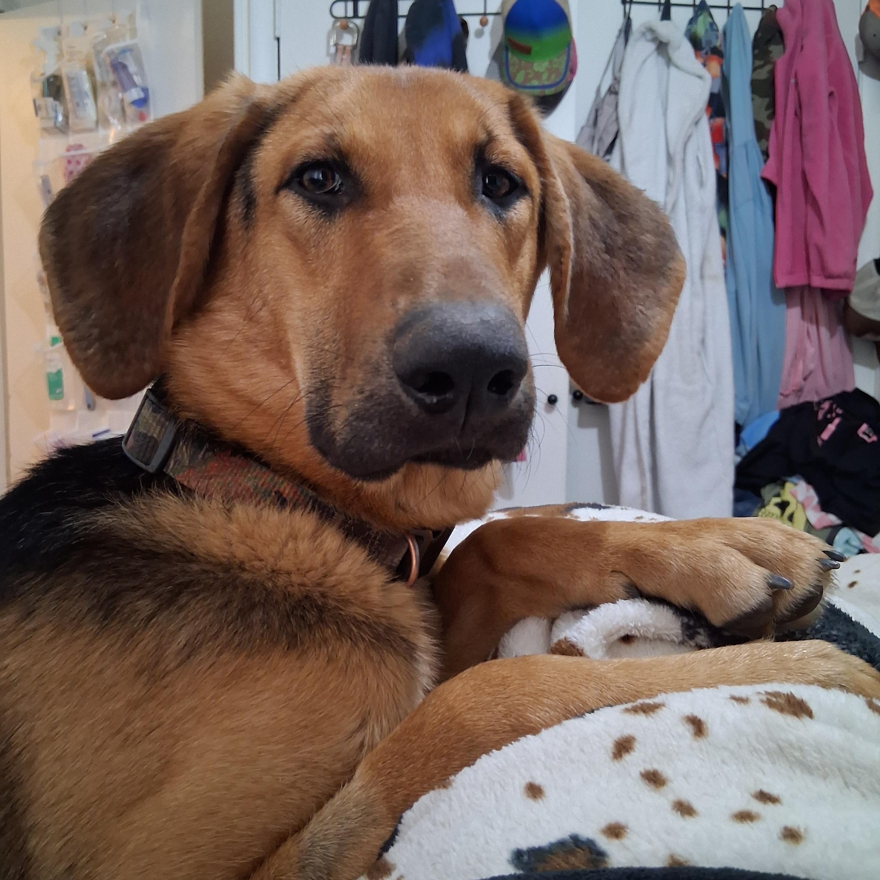 Beau, a ADOPTABLE mixed breed in Yukon, OK image 1/4