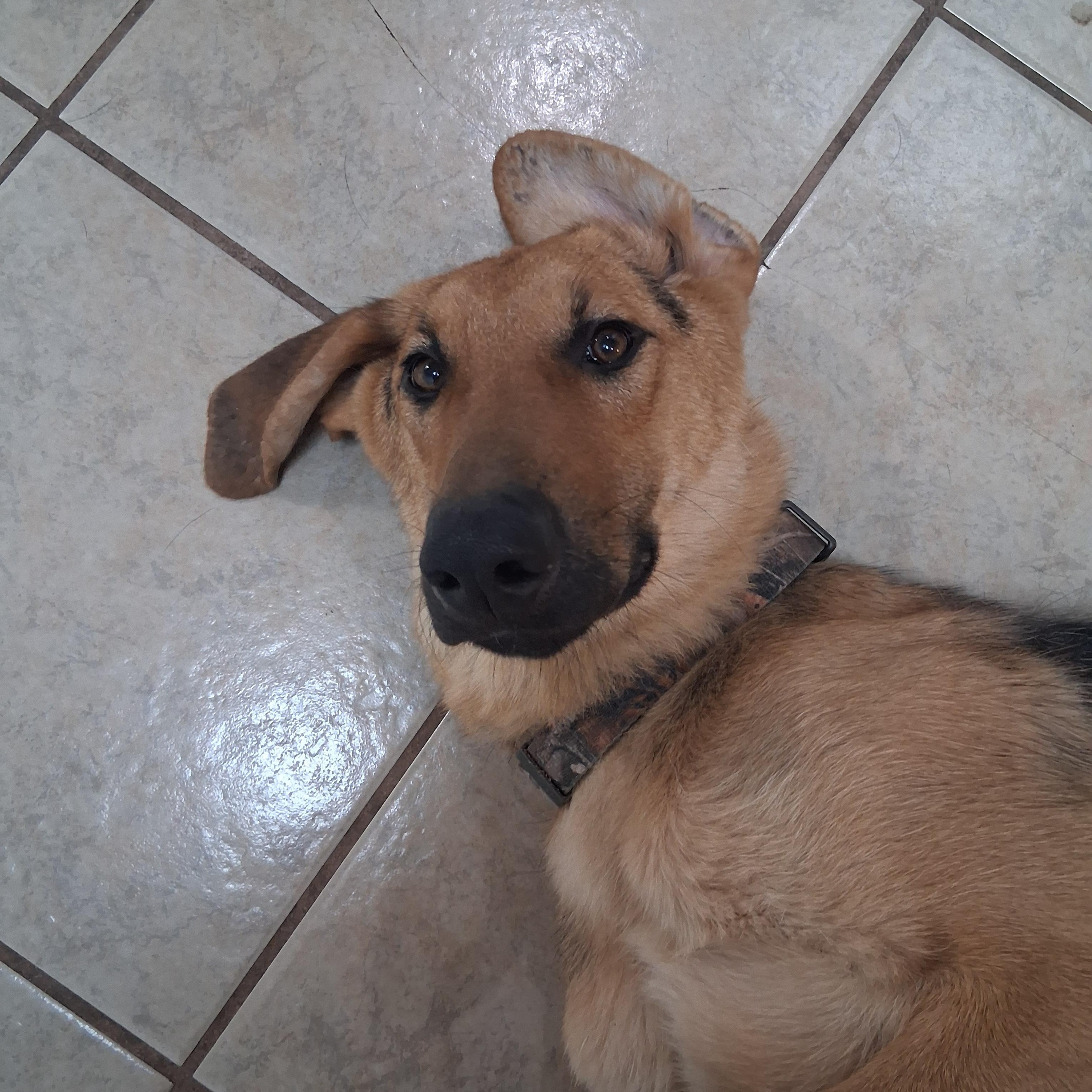 Beau, a ADOPTABLE mixed breed in Yukon, OK image 2/4