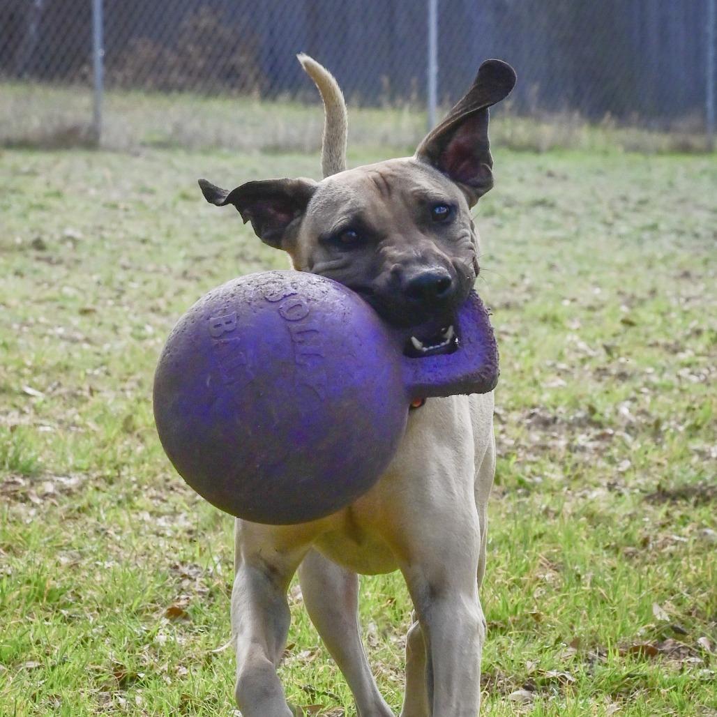 Sesame, Adoptable, Adult Male Cattle Dog.