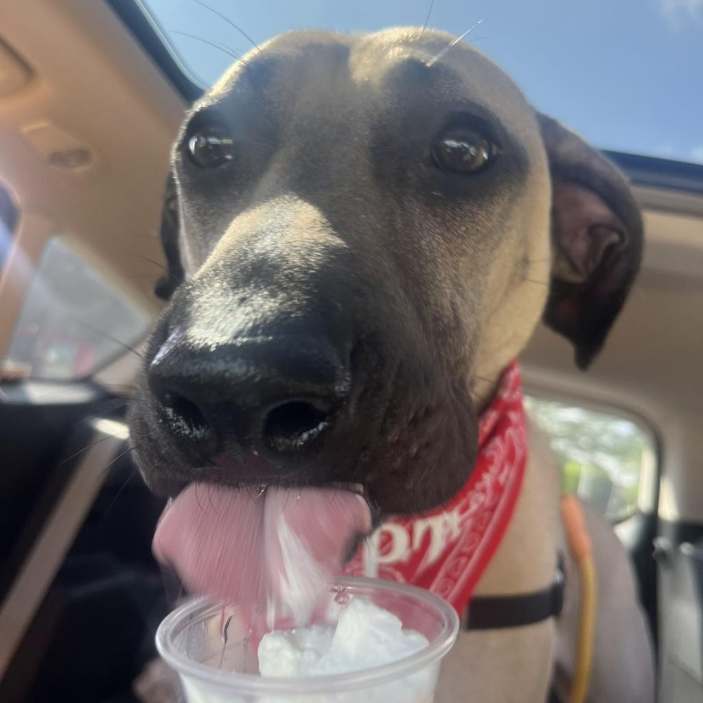 Enlarge Sesame, a Adoptable mixed breed in Wimberley, TX image 1/6