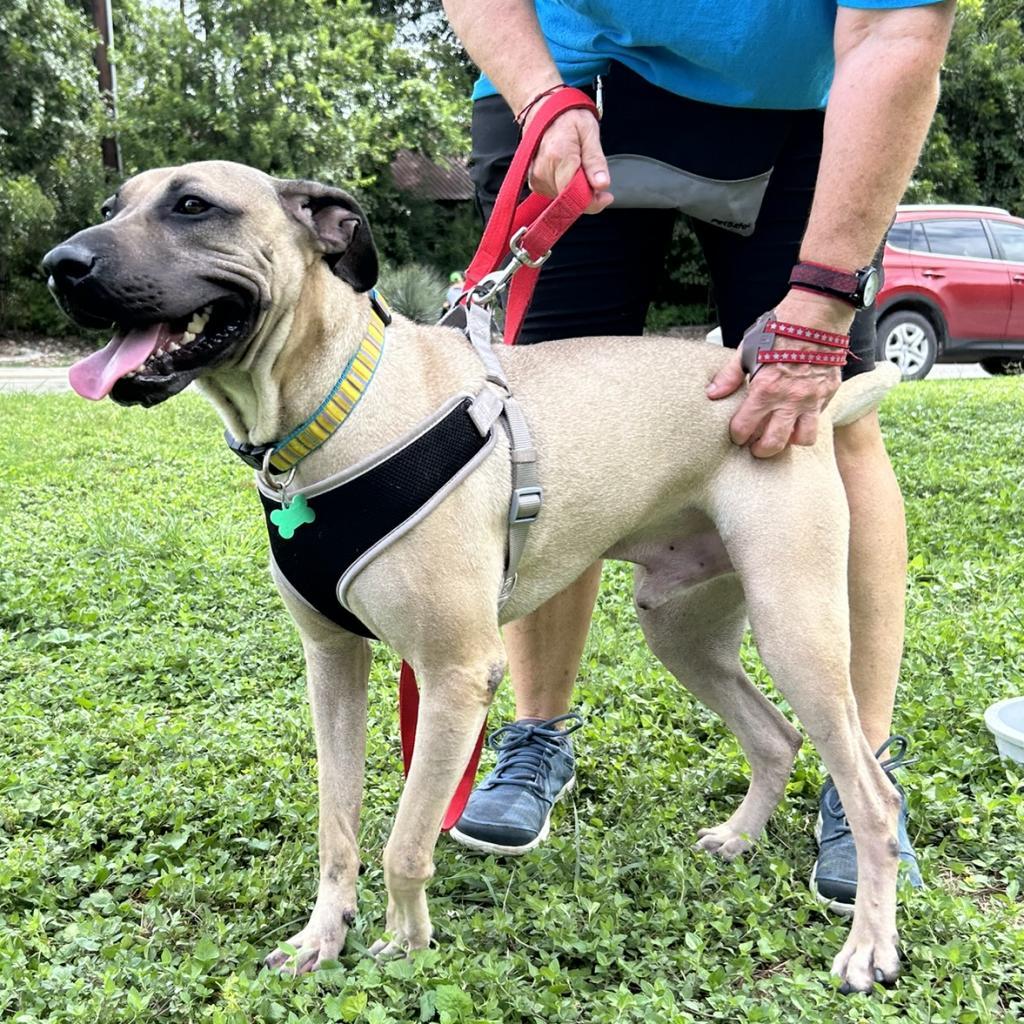Enlarge Sesame, a Adoptable mixed breed in Wimberley, TX image 2/6