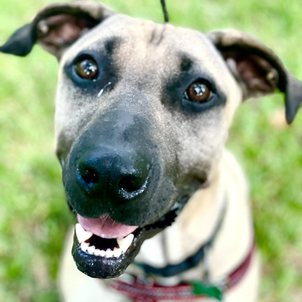 Sesame, a Adoptable mixed breed in Wimberley, TX image 1/6