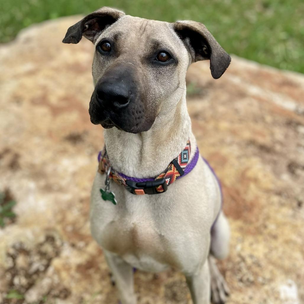 Enlarge Sesame, a Adoptable mixed breed in Wimberley, TX image 3/6