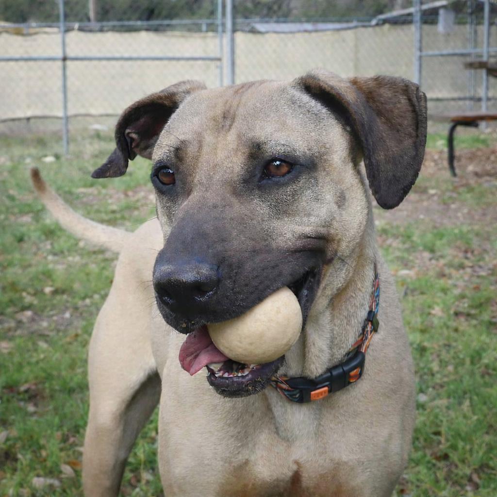 Enlarge Sesame, a Adoptable mixed breed in Wimberley, TX image 3/6