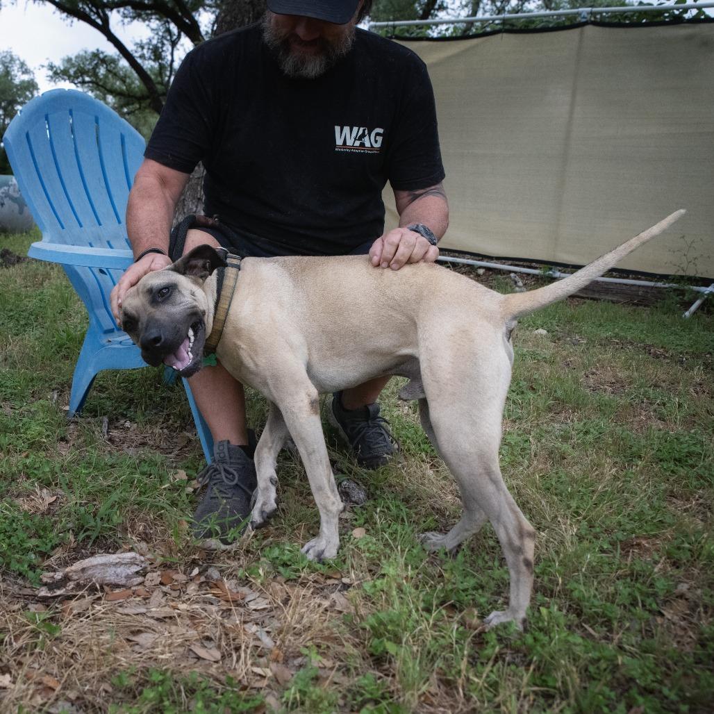 Enlarge Sesame, a Adoptable mixed breed in Wimberley, TX image 4/6
