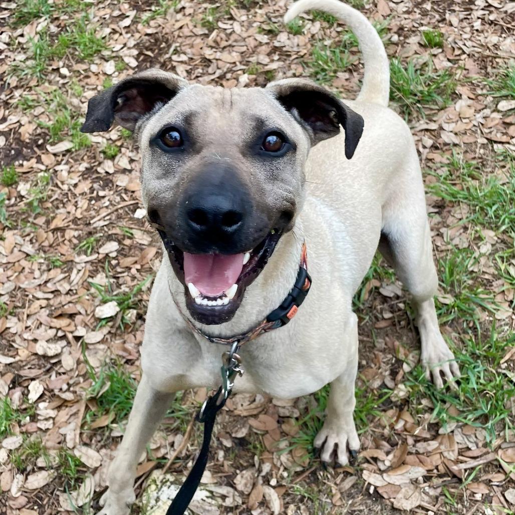 Enlarge Sesame, a Adoptable mixed breed in Wimberley, TX image 5/6