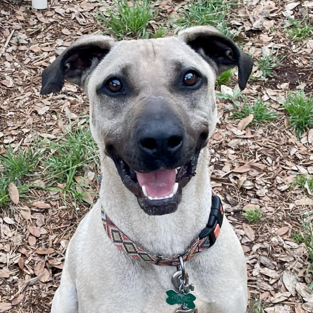Enlarge Sesame, a Adoptable mixed breed in Wimberley, TX image 6/6