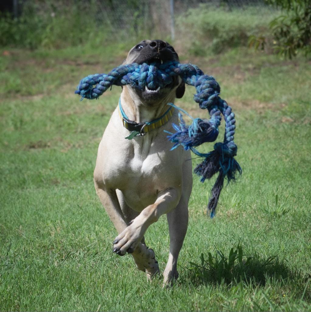 Enlarge Sesame, a Adoptable mixed breed in Wimberley, TX image 5/6