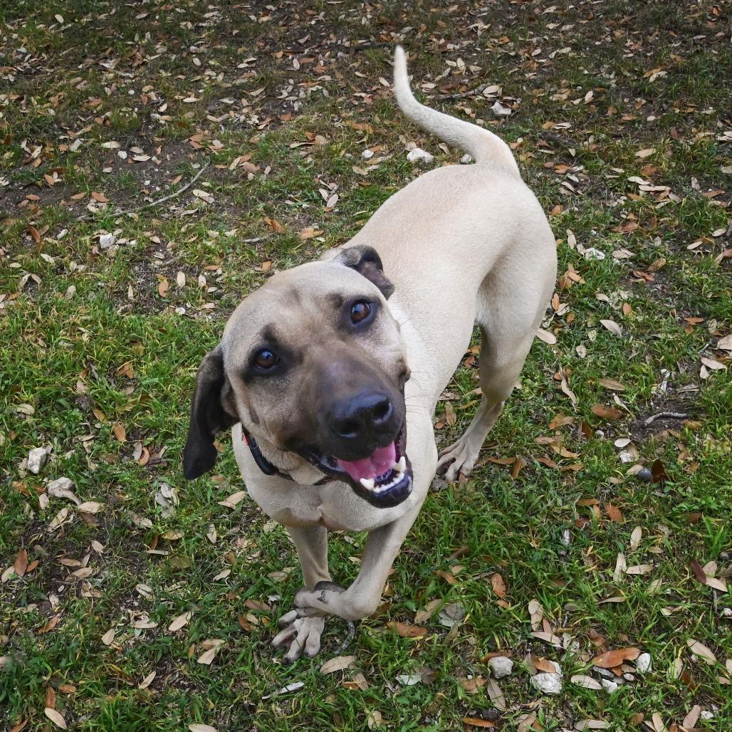 Enlarge Sesame, a Adoptable mixed breed in Wimberley, TX image 5/6