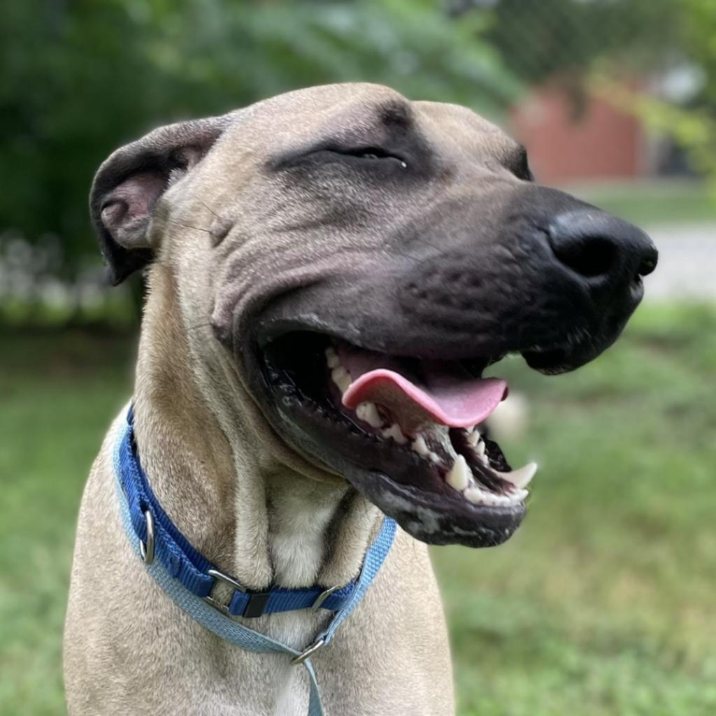 Sesame, a Adoptable mixed breed in Wimberley, TX image 6/6