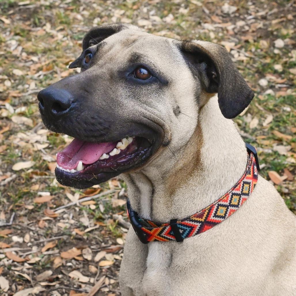 Enlarge Sesame, a Adoptable mixed breed in Wimberley, TX image 6/6