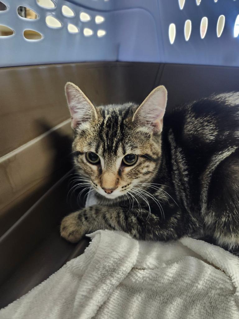 Ursula, Adoptable, Kitten Female Domestic Short Hair.