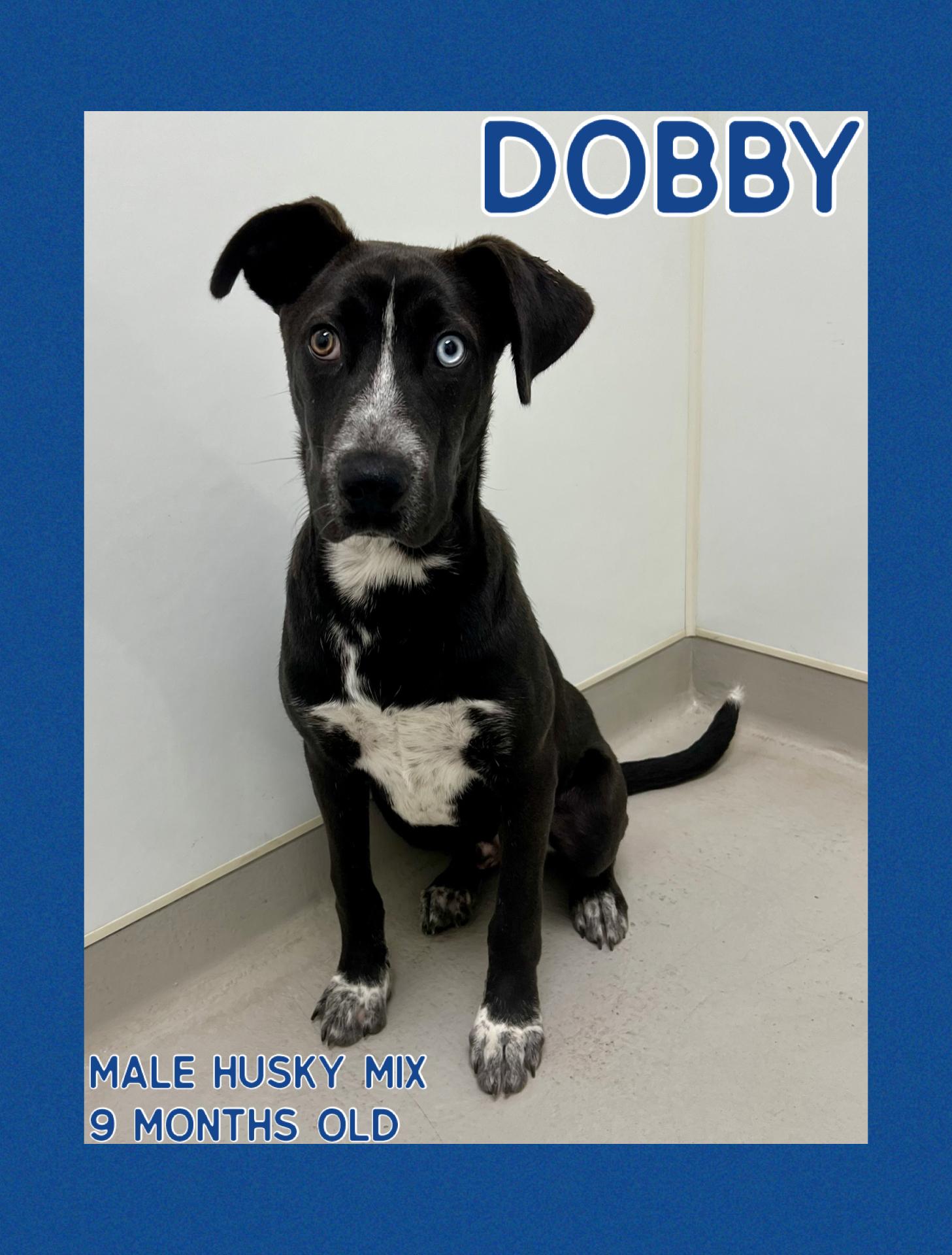 Dobby