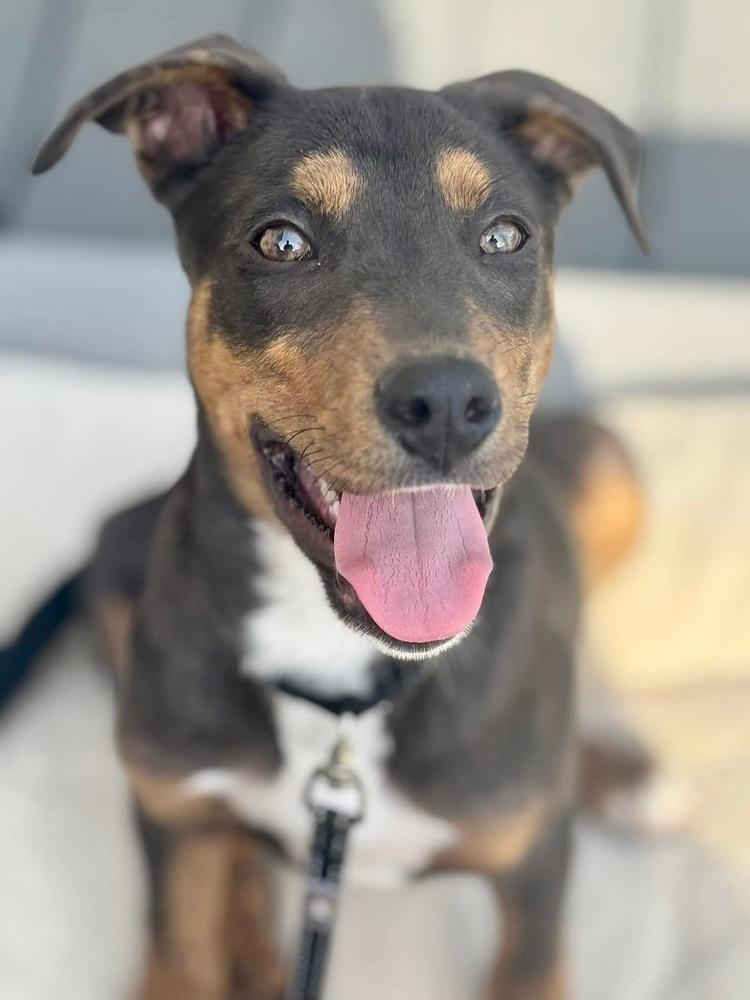 Enlarge Theo, a Adoptable mixed breed in Irwin, PA image 1/6