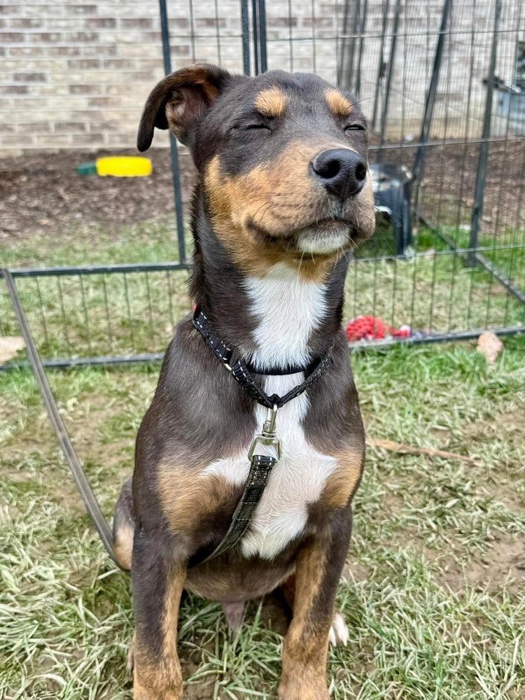 Enlarge Theo, a Adoptable mixed breed in Irwin, PA image 2/6