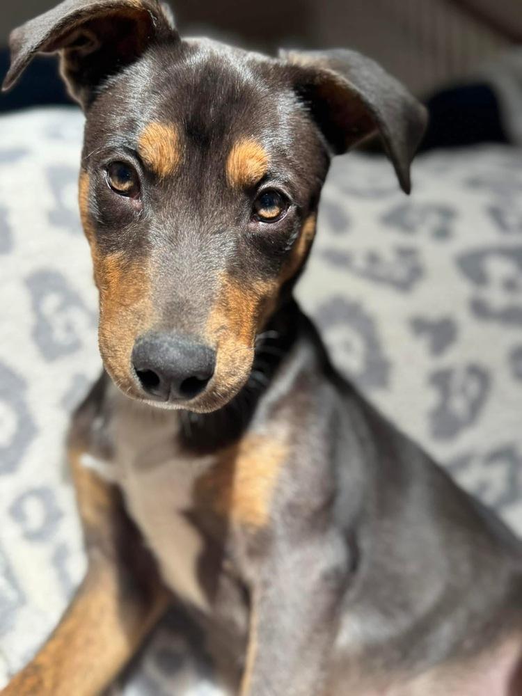 Enlarge Theo, a Adoptable mixed breed in Irwin, PA image 3/6