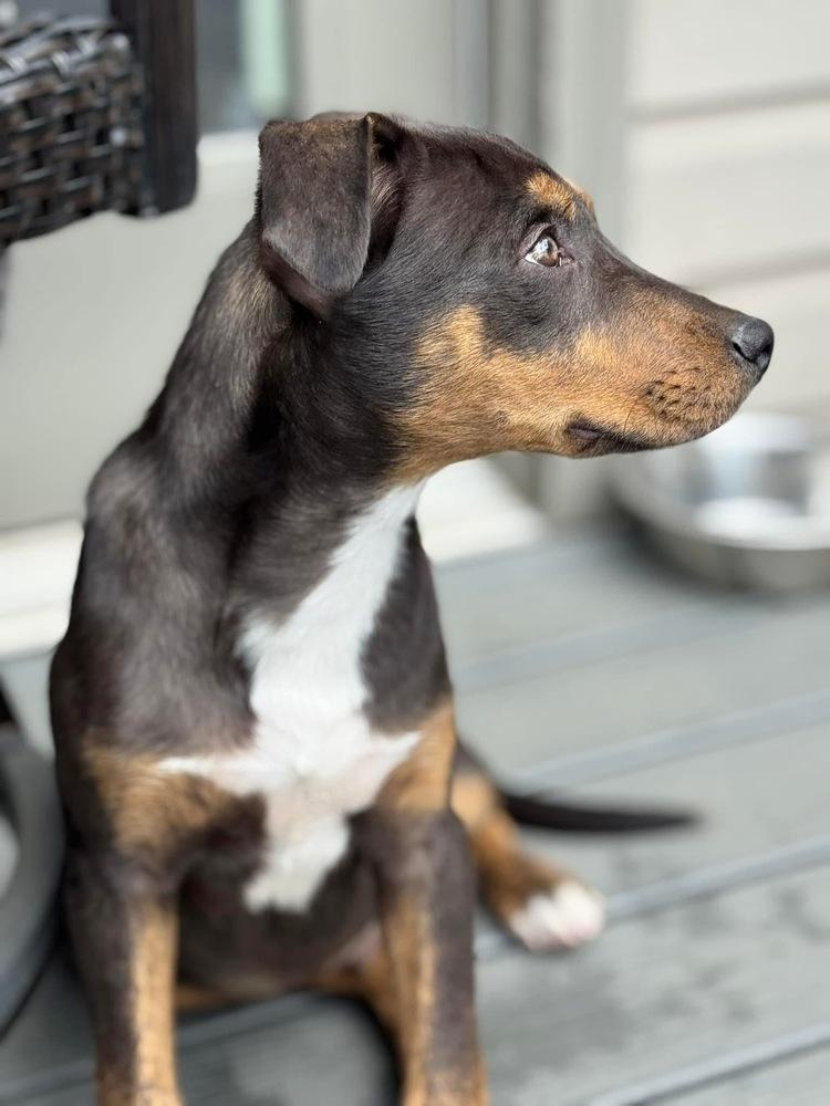 Enlarge Theo, a Adoptable mixed breed in Irwin, PA image 4/6