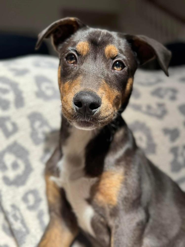 Enlarge Theo, a Adoptable mixed breed in Irwin, PA image 5/6