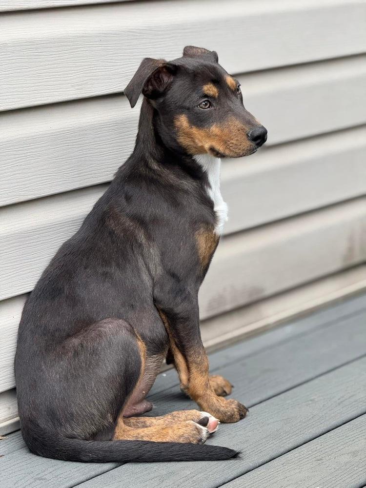 Enlarge Theo, a Adoptable mixed breed in Irwin, PA image 6/6
