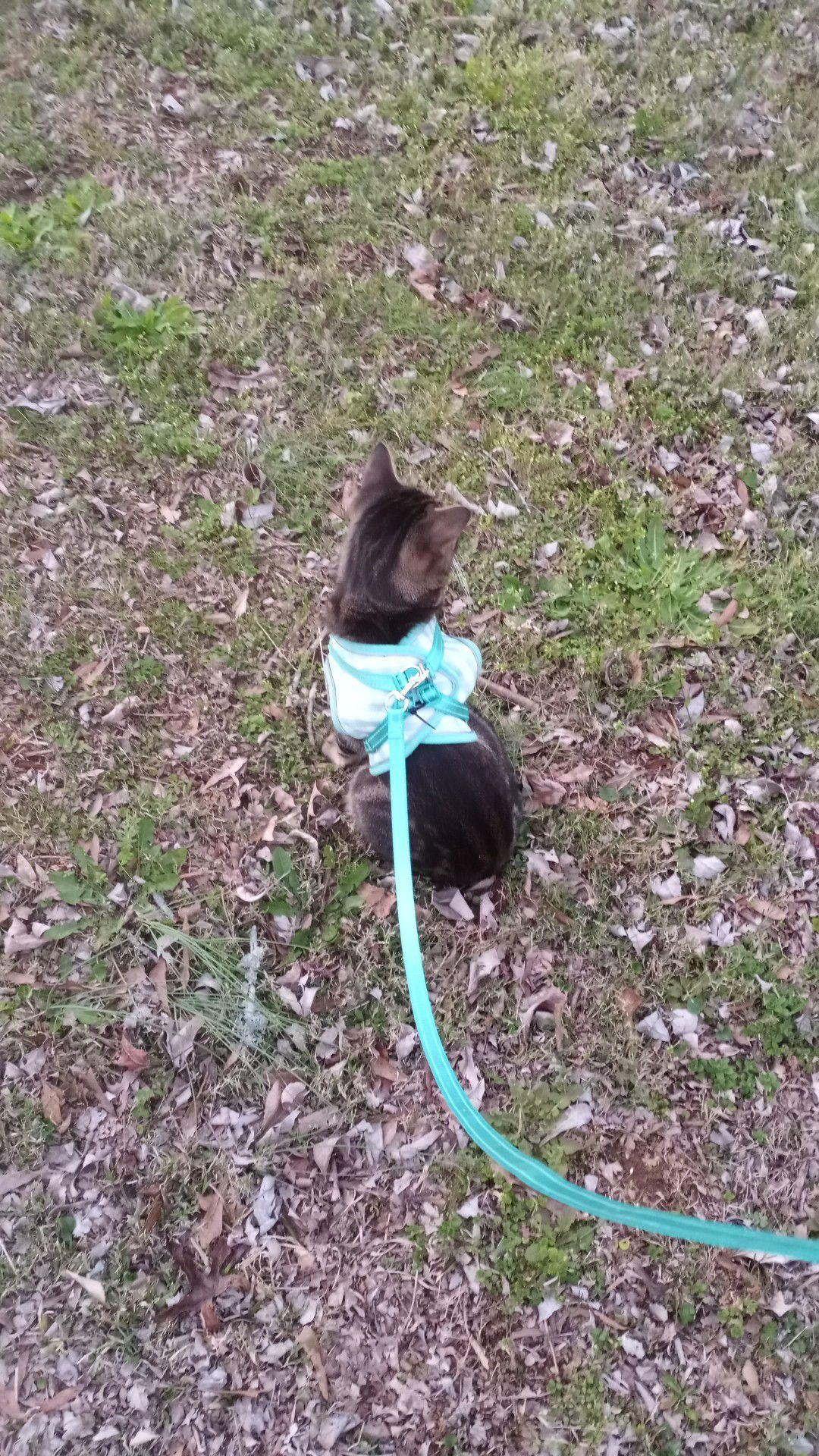 Enlarge Deebo, a Adoptable mixed breed in Locust Grove, GA image 2/3