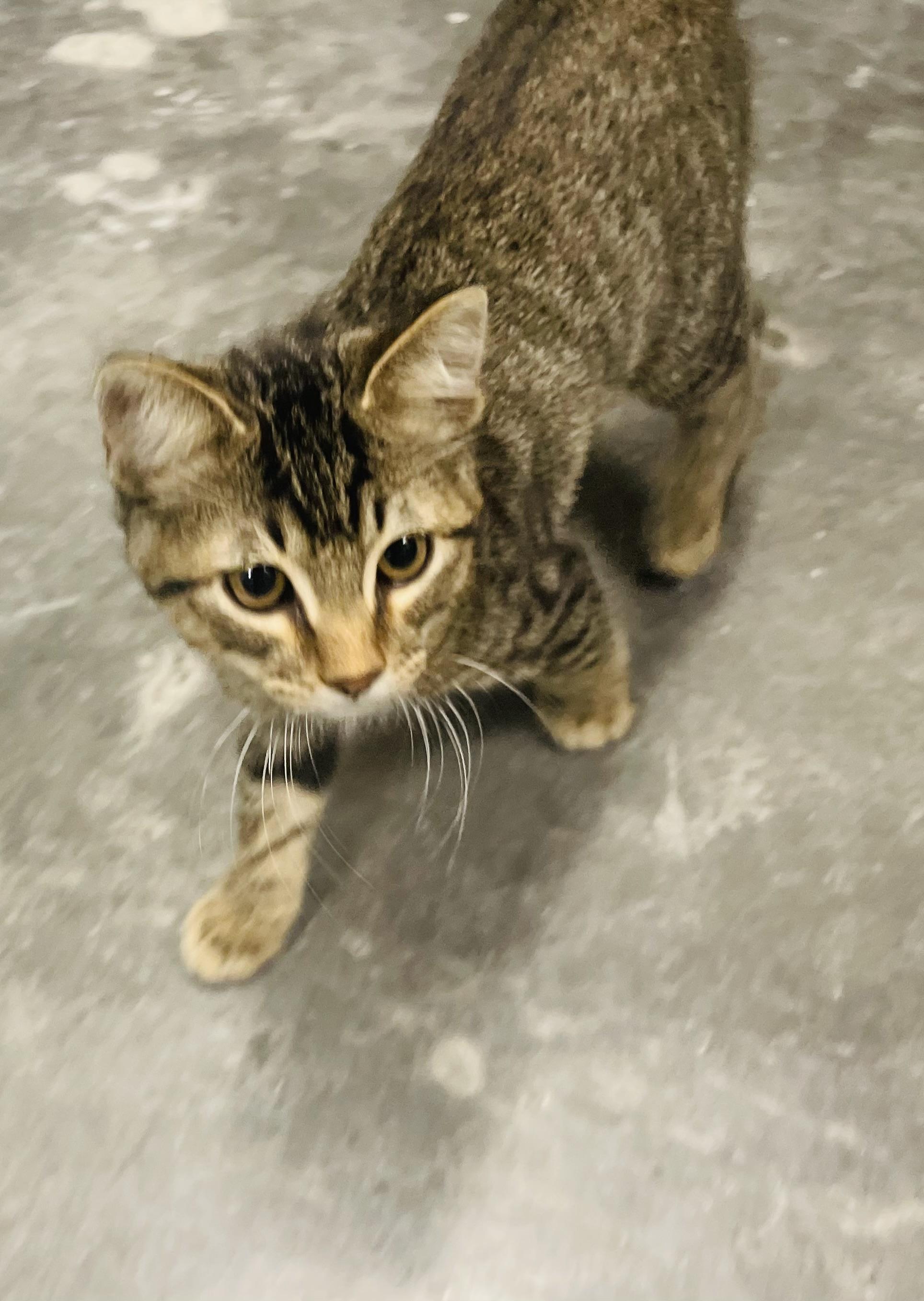 Enlarge Toby, an adopted mixed breed in Seabrook, TX image 5/5