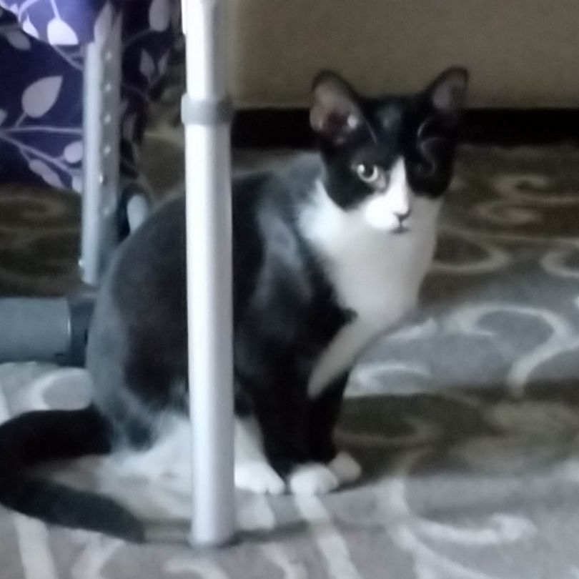 Monroe, Adoptable, Kitten Female Domestic Short Hair.