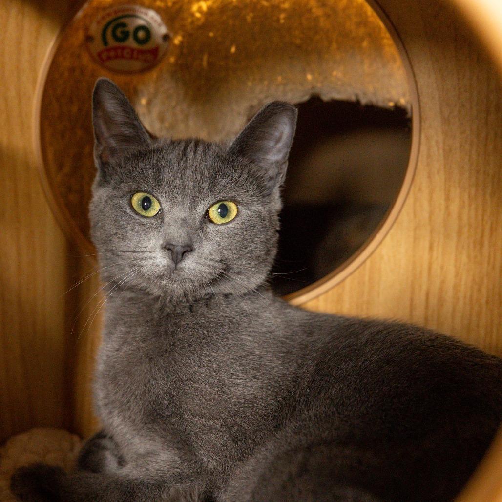 Sassy, Adoptable, Young Female Domestic Short Hair.