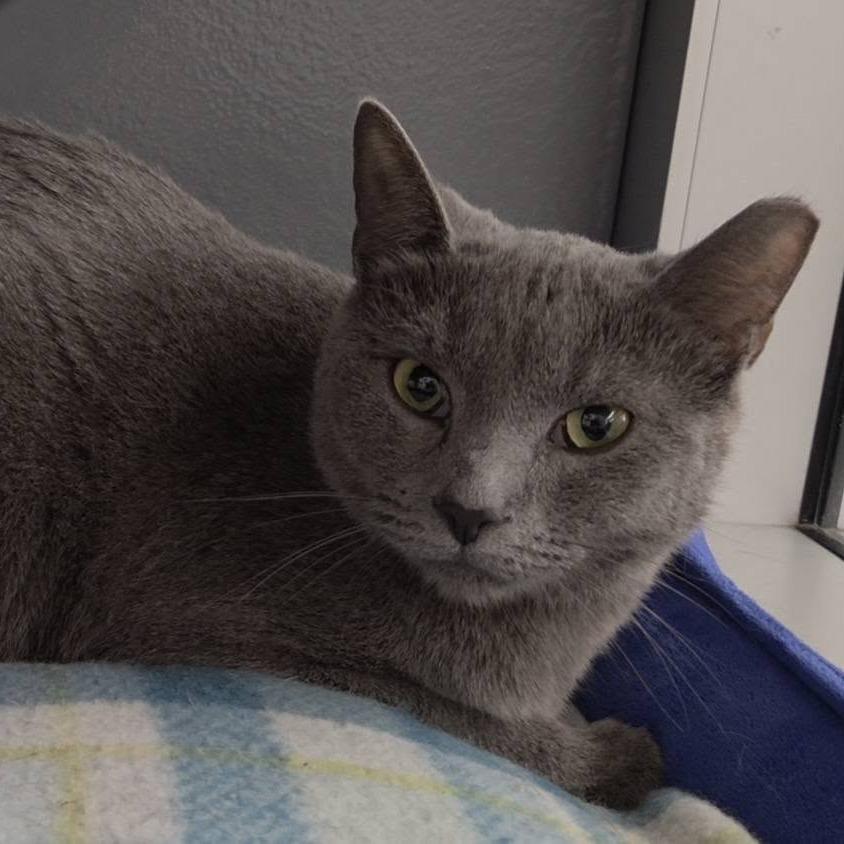 Enlarge Sassy, a Adoptable Domestic Short Hair in Lake Panasoffkee, FL image 2/4