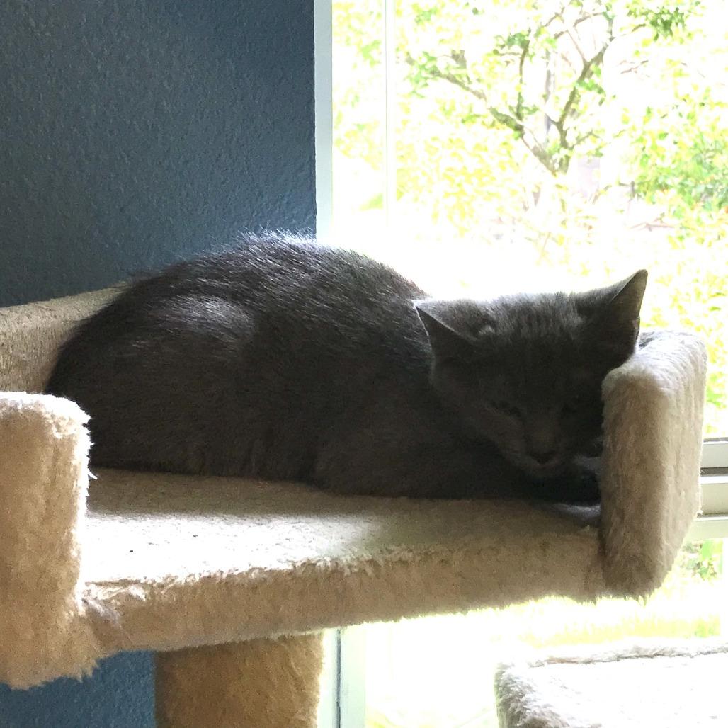 Enlarge Sassy, a Adoptable Domestic Short Hair in Lake Panasoffkee, FL image 3/4