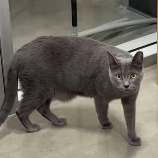 Enlarge Sassy, a Adoptable Domestic Short Hair in Lake Panasoffkee, FL image 4/4