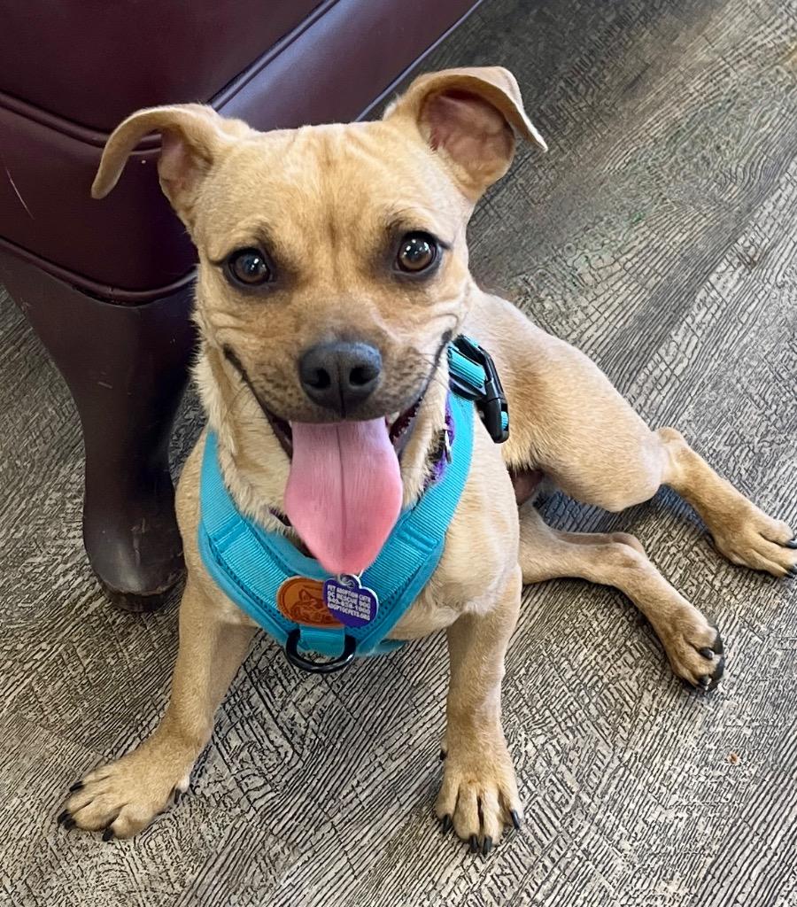 Obi, Adoptable, Young Male Chihuahua & Pug.