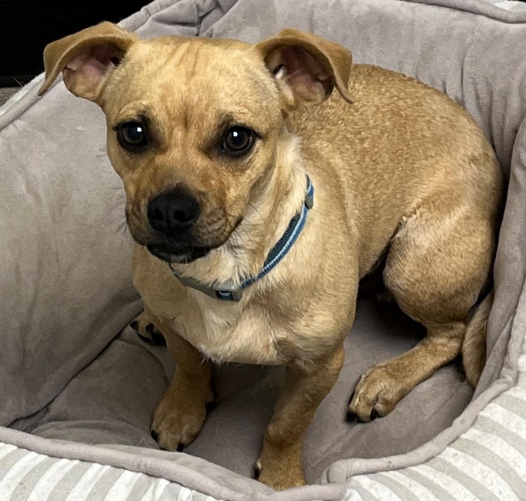 Obi, a Adoptable mixed breed in Lake Forest, CA image 2/2