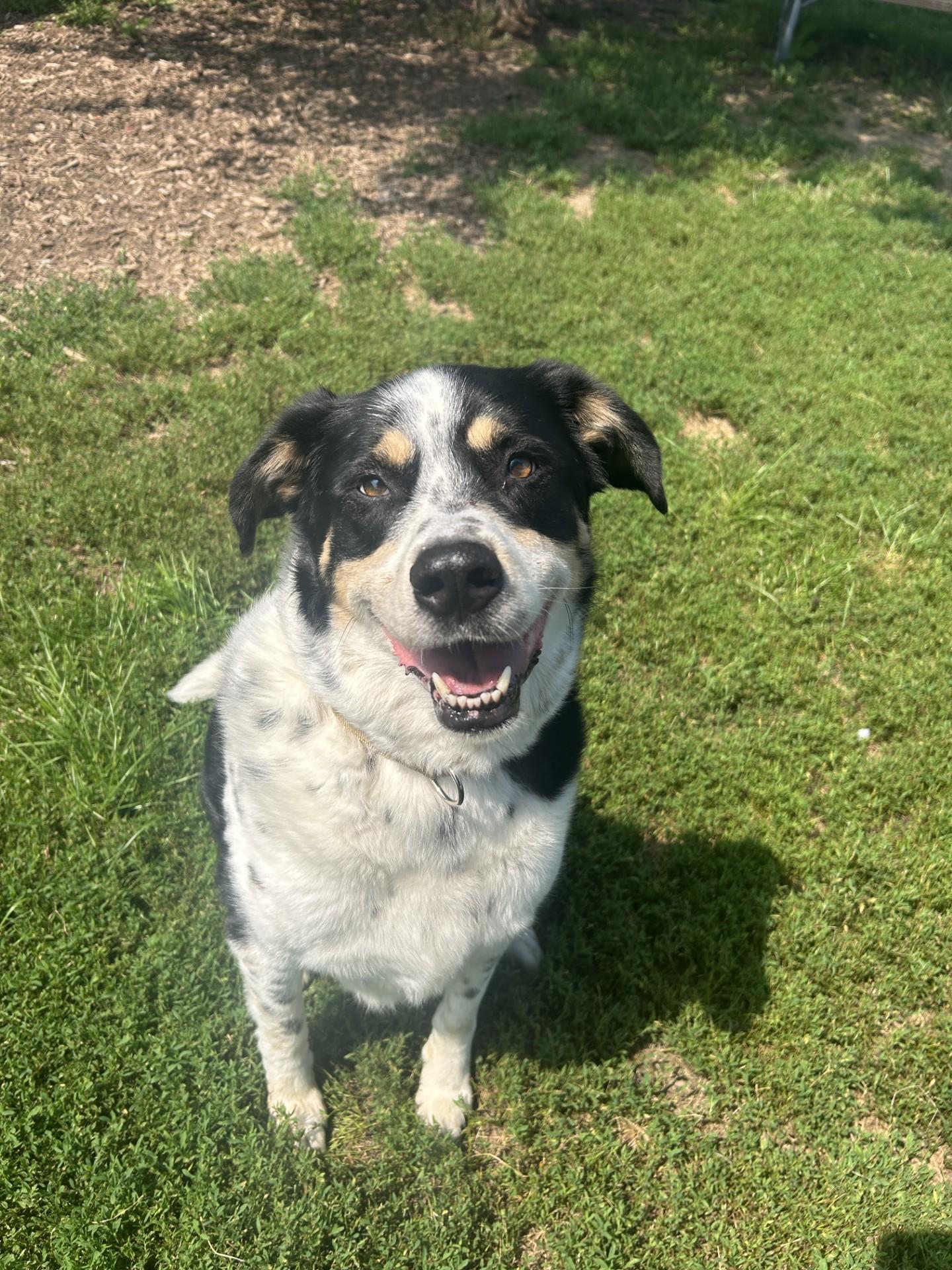 Patches, Adoptable, Adult Male Mixed Breed.