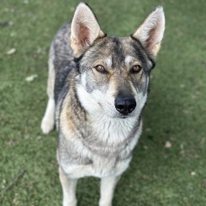 Eden, an adoptable mixed breed in Red Bluff, CA image 1/2