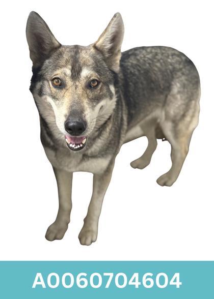 Eden, an adoptable mixed breed in Red Bluff, CA image 2/2