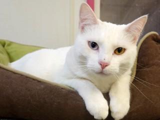 Vanilla, an adoptable Domestic Short Hair in Anaconda, MT, 59711 | Photo Image 6